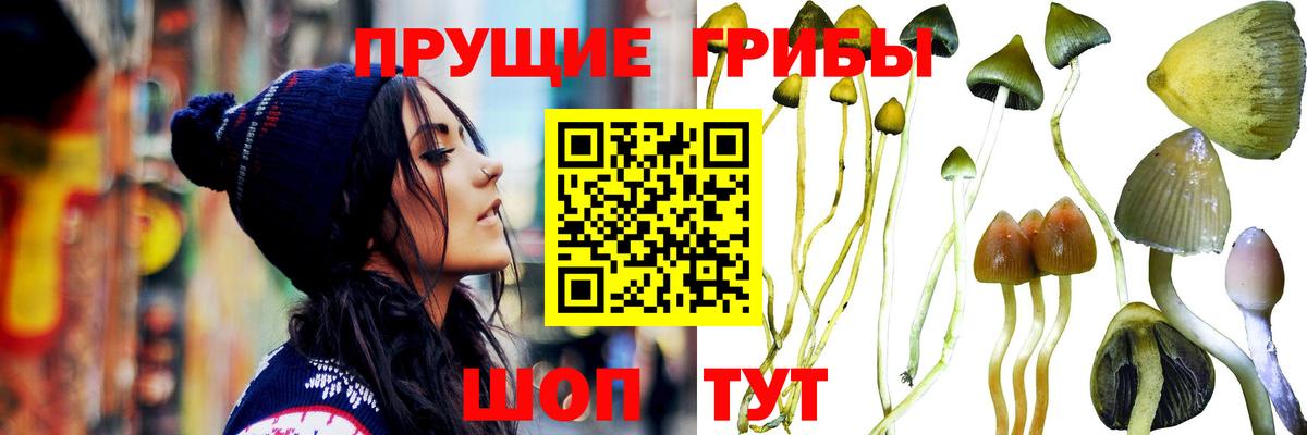 Галлюциногенные грибы Magic Shrooms  Вход с VPN  Галлюциногенные грибы Cubensis  Ипатово 